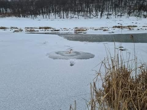 Pompierii au salvat o lebădă prinsă în gheaţă pe râul Suceava – FOTO