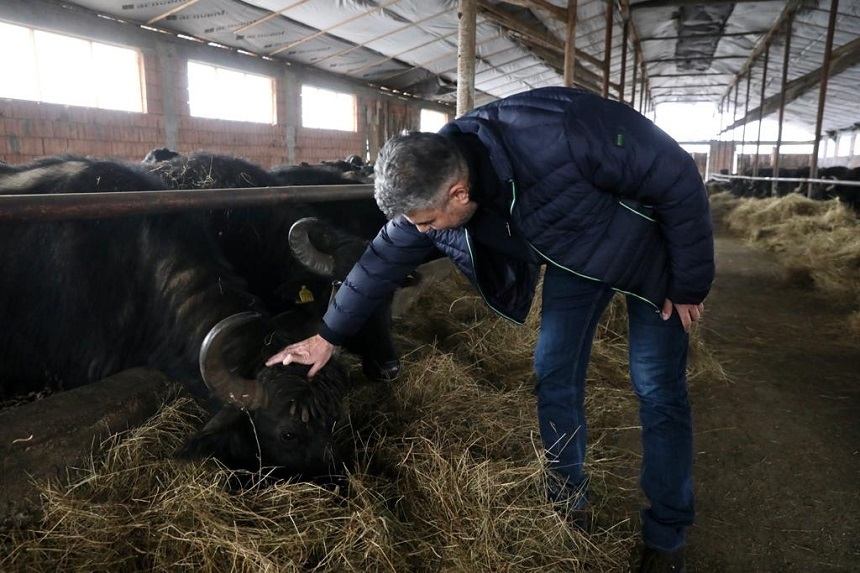 Aflat la o fermă de bivoliţe din Făgăraş, Ciolacu critică Guvernul: Astfel de oameni, care muncesc din greu, continuând tradiţiile româneşti, ei sunt cei care trebuie să beneficieze de sprijinul total al statului român! Nu de beţe-n roate! – FOTO