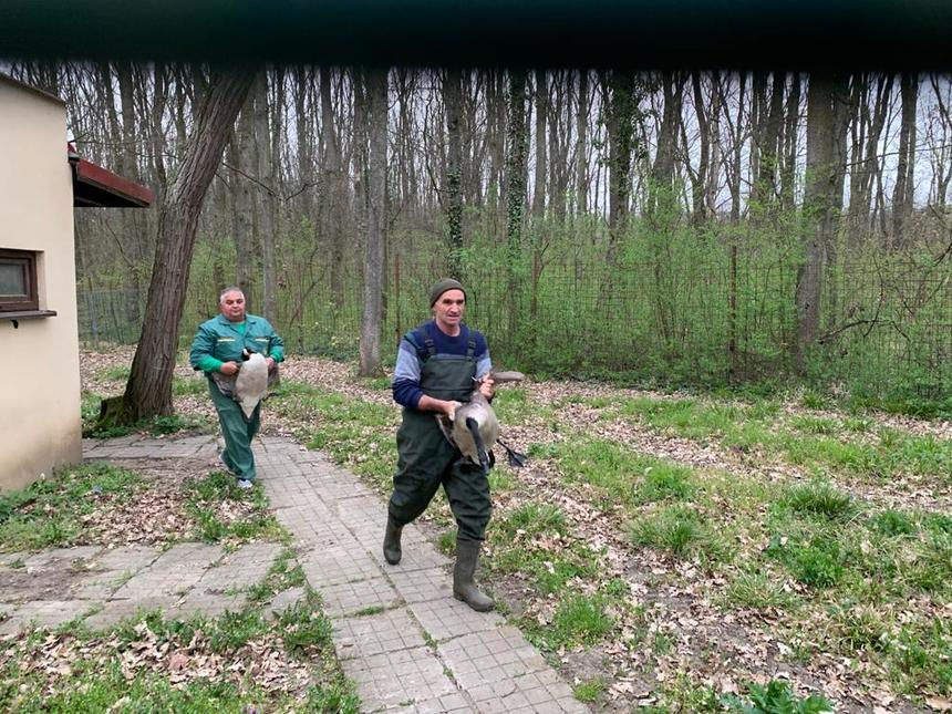 A început mutarea animalelor de la Grădina Zoologică din Timişoara – FOTO