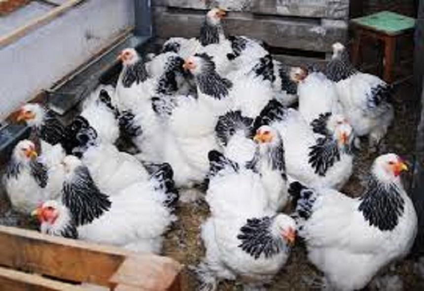 Agenţia de Plăţi şi Intervenţie pentru Agricultură a demarat plăţile pentru ajutorul acordat crescătorilor de porci şi păsări. Valoarea sprijinului depăşeşte 102 milioane de euro