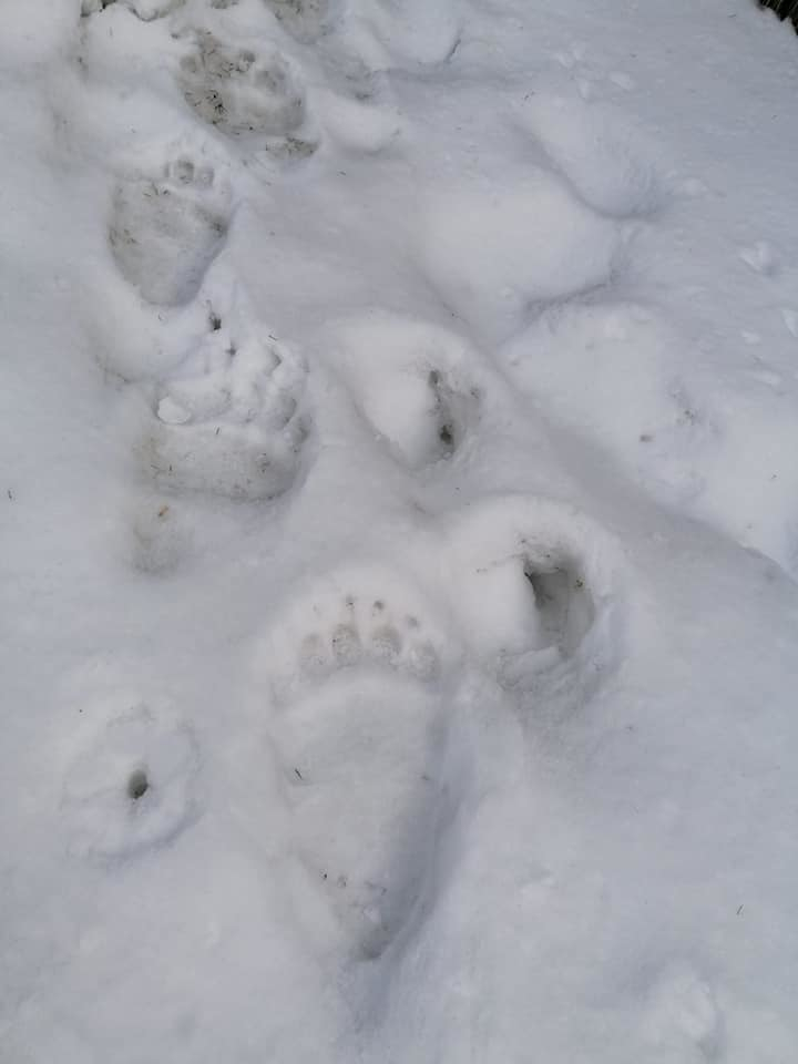 Salvamontiştii din Maramureş avertizează asupra apariţiei unui urs pe traseul care urcă de la Mănăstirea Pietroasa spre staţia meteo Iezer din Pietrosul Rodnei: Vă recomandăm prudenţă în cazul parcurgerii traseelor turistice – FOTO