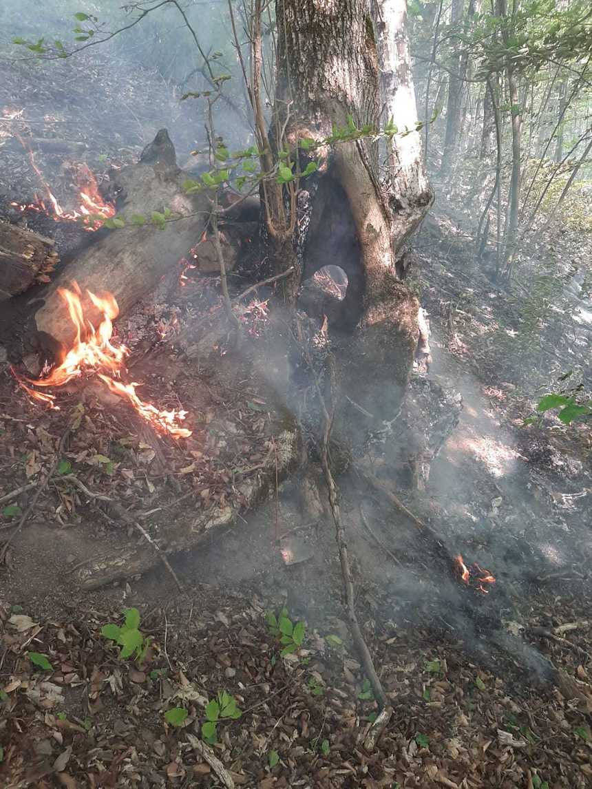 Incendiu de vegetaţie în Parcul Naţional Domogled, pe o suprafaţă de trei hectare – FOTO