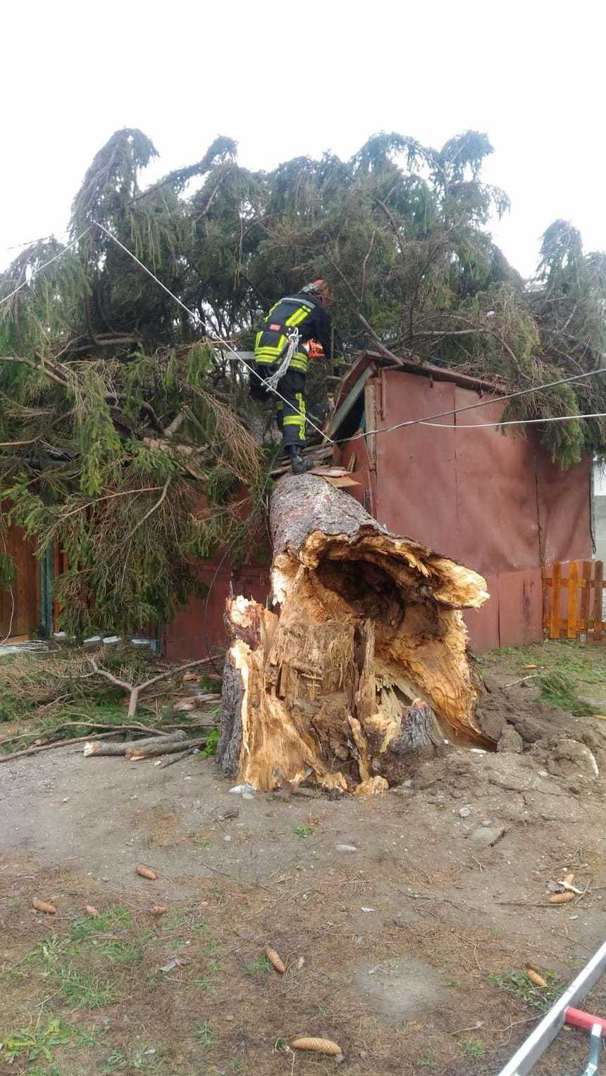 Un brad de aproximativ 15 metri a căzut peste mai multe garaje, în Sibiu; pompierii intervin pentru a-l îndepărta – FOTO