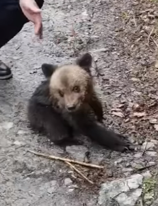 Sibiu: Pui de urs, găsit în zona Porumbacu de Sus şi dus la Grădina Zoologică, până va fi preluat de Centrul de reabilitare de la Bălan – VIDEO