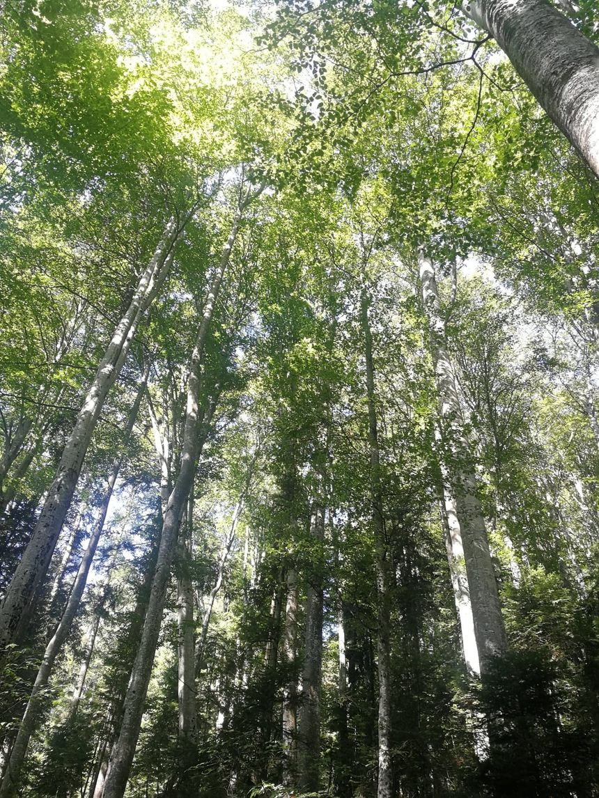 INS: Fondul forestier naţional a crescut cu 0,2% în anul 2020, la 6.604.206 hectare