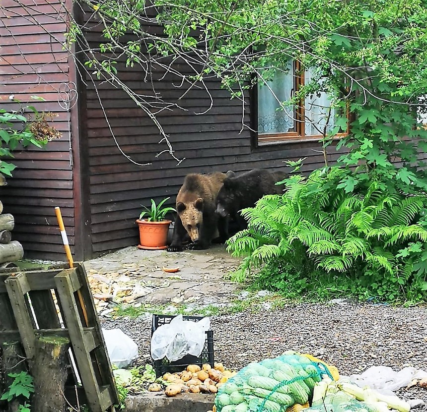 Braşov: Doi urşi care au intrat în curtea unei pensiuni din Săcele şi nu au putut fi alungaţi, tranchilizaţi şi duşi în pădure, la o distanţă de 10 kilometri – FOTO, VIDEO