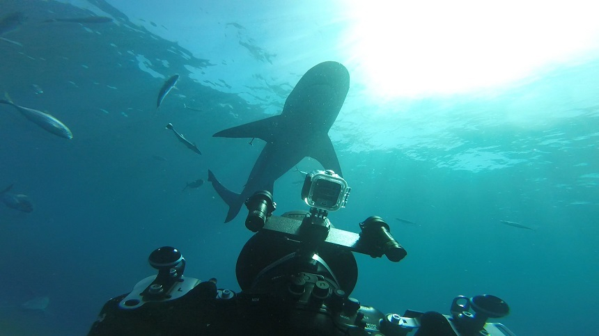 Avioane uriaşe, viaţa în sălbăticia din Alaska şi blocul de programe „Sharkfest”, în iulie la National Geographic