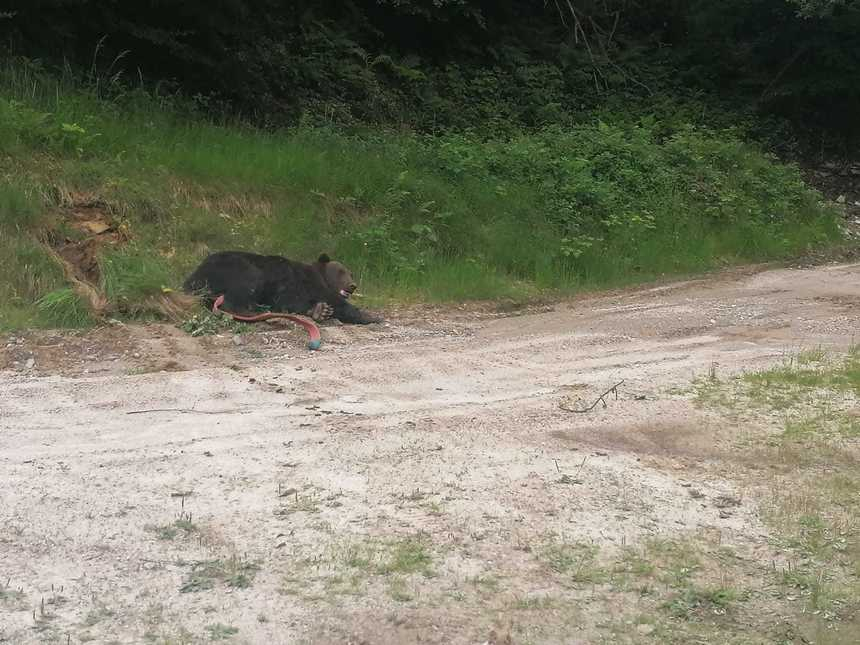 Gorj: Urs prins într-un cablu, la 100 de metri de un sat, descoperit de un jandarm în timpul liber / Animalul a fost relocat la 20 de kilometri de localitatea respectivă