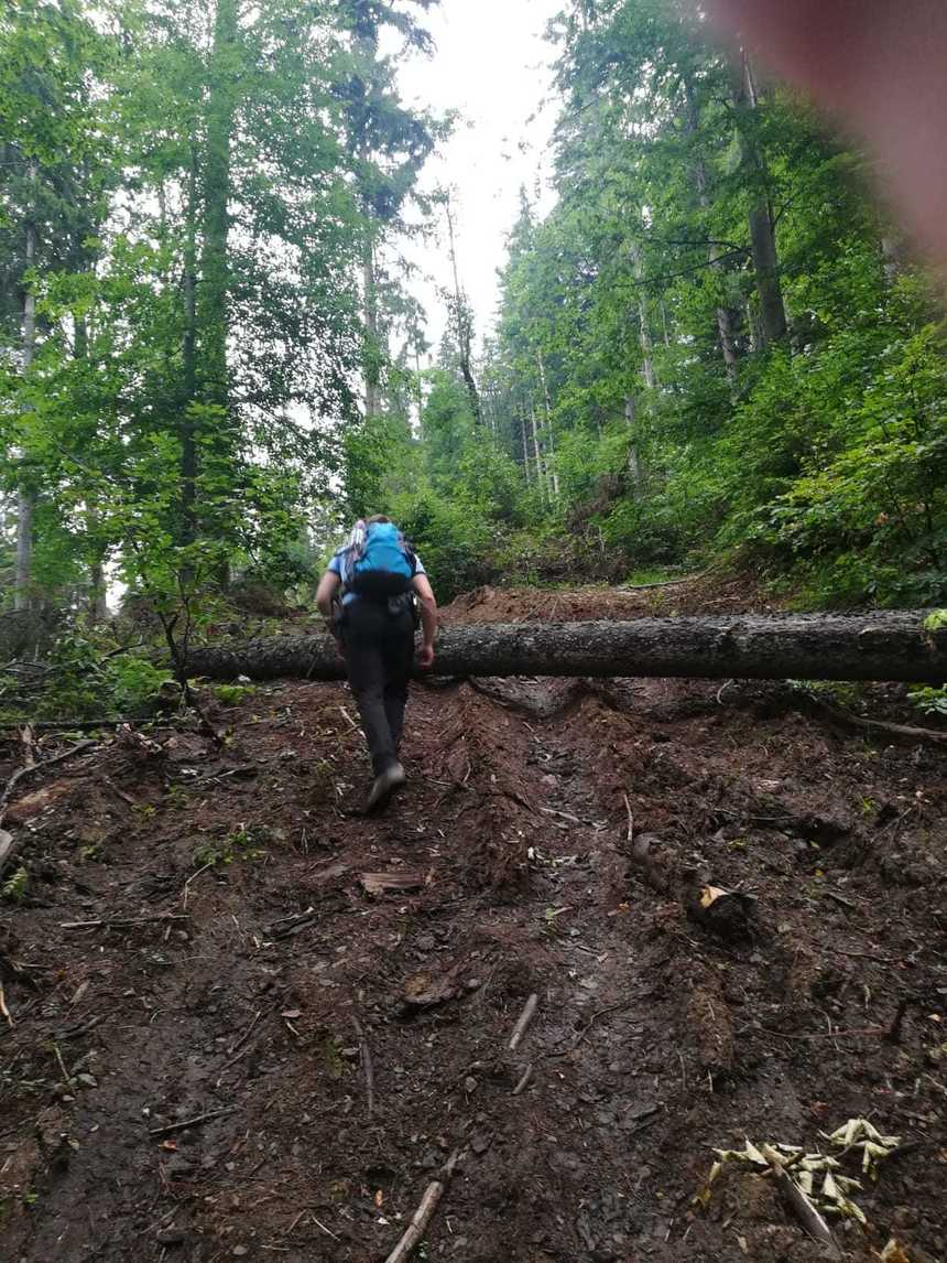 Bistriţa-Năsăud: Turişti aflaţi în drumeţie în Munţii Călimani, coborâţi de jandarmi, după ce s-au întâlnit cu un urs / Oamenii s-au adăpostit până la sosirea echipajelor