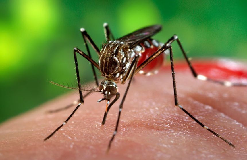 Ţânţari purtători ai virusului West Nile, depistaţi în Bucureşti. Primăria Capitalei, solicitată să ia măsuri urgente pentru eliminarea riscurilor – surse