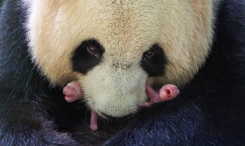 Femela panda Huan Huan a născut gemeni la o grădină zoologică din Franţa