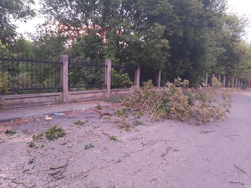 Brăila: Pompierii încă intervin pentru a îndepărta copacii căzuţi în urma vijeliei puternice de miercuri seară – FOTO