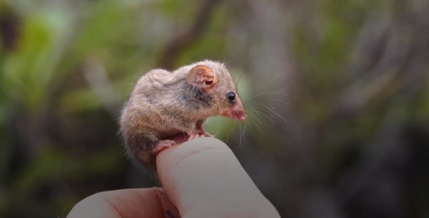 Exemplar din cea mai mică specie de oposum, găsit pe insula Kangaroo distrusă anul trecut de incendii de vegetaţie