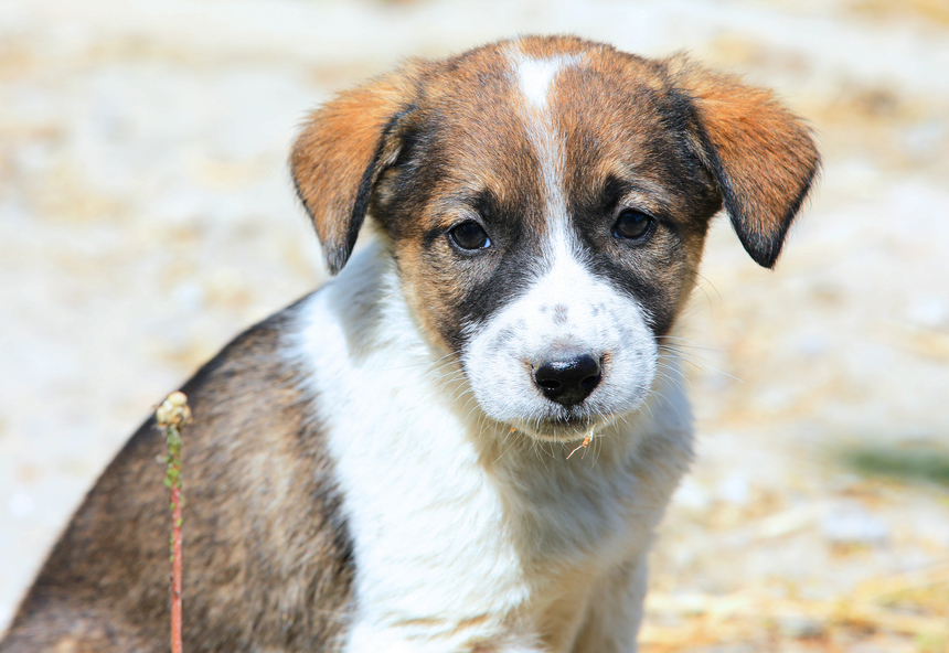 Bucureşti – Adăpost pentru câini improvizat în care erau peste 100 de animale, unele cu leziuni, descoperit de poliţişti. Două persoane sunt cercetate în baza Legii privind protecţia animalelor – VIDEO