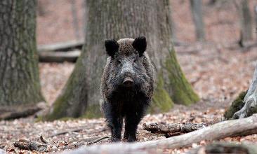 Pestă porcină africană, confirmată în două fonduri de vânătoare din judeţul Bistriţa-Năsăud