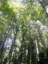 Ministerul Mediului solicită celor care îşi desfăşoară activitatea în domeniul silvic să se înscrie în SUMAL 2.0, care va fi operaţional de la 31 ianuarie