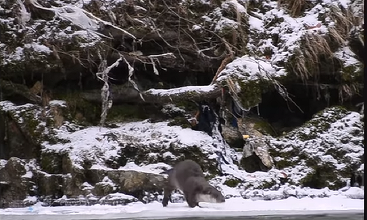 Vidră filmată pe malul unui râu din Parcul Naţional Defileul Jiului – VIDEO