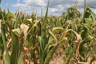 Fermierii pichetează luni sediul Ministerului Agriculturii