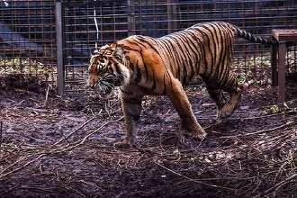 Un îngrijitor a fost ucis de doi tigri care au scăpat de la o grădină zoologică de pe insula Borneo