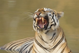 INTERVIU. „Regina tigru din Taru” – Exploratoarea Aishwarya Sridhar spune povestea unei feline care gândeşte şi acţionează ca un om
