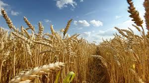 INS: Producţia de cereale a României a scăzut cu 37,6% anul trecut, până la 18,9 milioane tone, iar suprafaţa cultivată s-a diminuat cu 2,4%