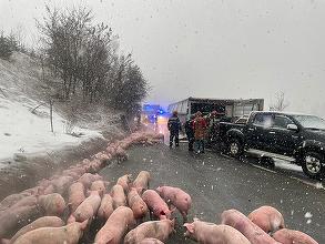 Camion cu 600 de porci, răsturnat în judeţul Bistriţa-Năsăud / Un băvat a fost rănit, fiind transportat la spital – FOTO / VIDEO