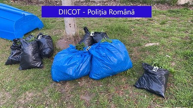 Galaţi: Un bărbat şi o femeie, arestaţi preventiv după ce au fost prinşi când încercau să arunce în Dunăre trei saci cu plante de cannabis pe care le cultivaseră – FOTO, VIDEO