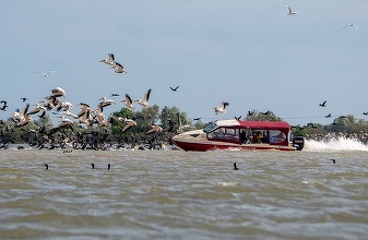 O şalupă, fotografiată intrând în forţă într-o colonie de pelicani din Delta Dunării. Administraţia Rezervaţiei Biosferei Delta Dunării urmează să afle în ce zonă s-a întâmplat şi statutul ambarcaţiunii, urmând să fie luate măsuri