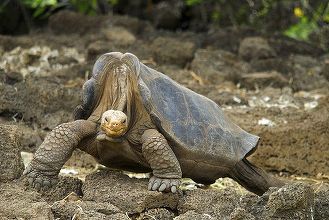 Ţestoasele gigant din Galapagos care trăiesc în zone populate sunt rezistente la antibiotice – studiu