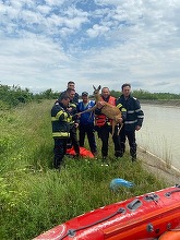 Neamţ: Căprioară care căzuse în canalul Bistriţa, salvată de pompieri cu o barcă – FOTO, VIDEO