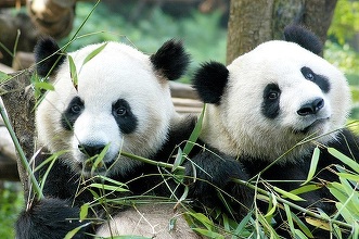 Panda gigant nu mai este clasificată de China drept specie în pericol