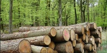 Percheziţii în Alba, Sibiu şi Hunedoara la persoane bănuite că ar fi tăiat fără drept şi ar fi sustras arbori din fondul forestier naţional şi au folosit documente false pentru transporturile de lemn