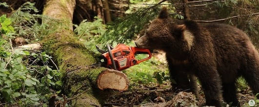 Agent Green cere demiterea ministrului Mediului, Tanczos Barna: Este timpul ca natura să primească un ministru care să o apere, nu să o distrugă / Organizaţia a iniţiat o petiţie: Semnează şi trimite-l pe ministrul Tanczos Barna să plimbe ursul