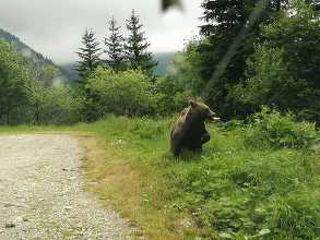 Guvernul a aprobat, prin ordonanţă de urgenţă, metodele de intervenţie imediată pentru specia de urs brun