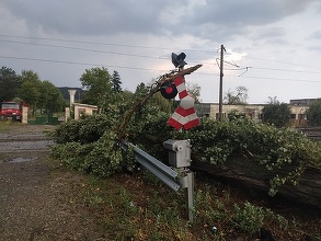 Copac prăbuşit pe linia de cale ferată între Iclod şi Bonţida, în Cluj, unde traficul feroviar se desfăşoară cu locomotive diesel / În Braşov, circulaţia feroviară e blocată după prăbuşirea mai multor pomi – FOTO