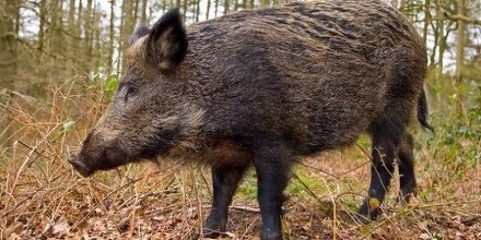 Mistreţi alungaţi de jandarmi din staţiunea Sinaia – VIDEO