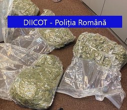 Trei persoane, reţinute pentru trafic de droguri/ Două dintre ele au fost prinse în flagrant când au primit un colet cu patru kilograme de cannabis/ Marfa ar fi urmat să fie vândută în Bucureşti