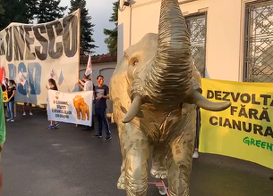 Protest la Palatul Cotroceni – Participanţii cer preşedintelui Klaus Iohanis intervenţia pentru a salva Roşia Montană / Un elefant, plimbat în zonă: Roşia Montană a devenit elefantul nevăzut din încăpere – VIDEO