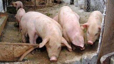 Buzău – Pesta porcină africană a fost confirmată la cea mai mare fermă de porci din judeţ. Peste 8.300 de animale vor fi sacrificate