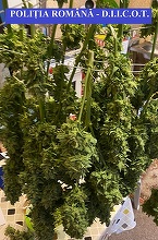 Argeş: Cultură de cannabis descoperită în localitatea Lereşti. Patru bucureşteni, suspectaţi că au cultivat şi vândut drogurile – FOTO