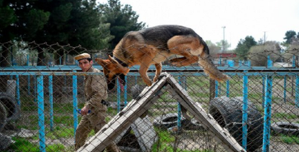 Armata americană neagă că şi-a abandonat câinii la Kabul, în urma unor acuzaţii PETA