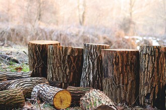 Ministrul Mediului anunţă că, în primele şase luni ale acestui an, au fost aplicate amenzi de peste 6.200.000 lei pentru tăieri ilegale de arbori / Prejudiciul se ridică la peste 24 de milioane lei