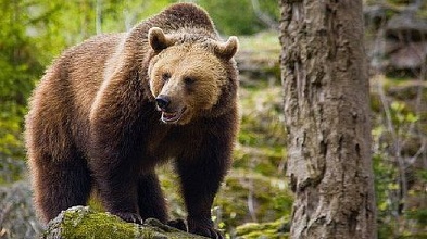 Mesaj trimis prin Ro Alert locutorilor din Braşov: „Ursul băăă! Atenţie, a fost semnalată prezenţa unui urs pe strada Stejărişului”. ISU anunţă anchetă după acest mesaj