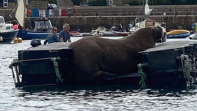 Wally, morsa călătoare, observată în Islanda după ce nu a mai fost văzută trei saptămâni