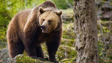 Harghita: 14 apeluri în ultimele două zile, pentru îndepărtarea unor urşi. Animalele au fost văzute în gospodării şi lângă o benzinărie – VIDEO
